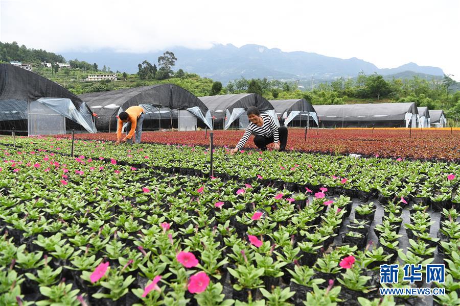 重庆武隆：花卉产业助力脱贫攻坚