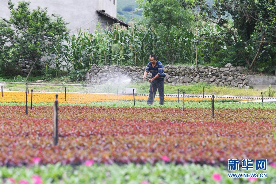 重庆武隆：花卉产业助力脱贫攻坚